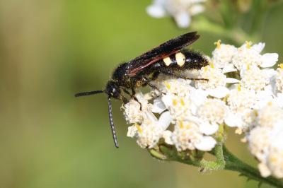  Scolia sexmaculata (O.F. Müller, 1766)