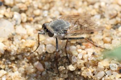  Thereva unica (Harris, 1780)