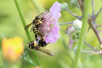  Anthidium florentinum (Fabricius, 1775)
