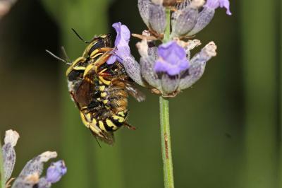  Anthidium loti Perris, 1852