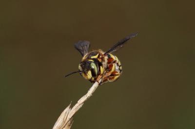  Anthidium loti Perris, 1852