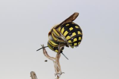  Anthidium loti Perris, 1852