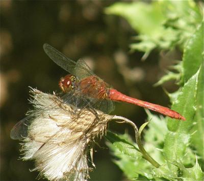 Sympétrum sanguin (Le), Sympétrum rouge sang (Le) Sympetrum sanguineum (O.F. Müller, 1764)