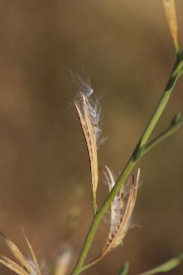 Épilobe d'automne Epilobium brachycarpum C.Presl, 1831