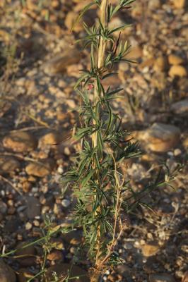 Épilobe d'automne Epilobium brachycarpum C.Presl, 1831