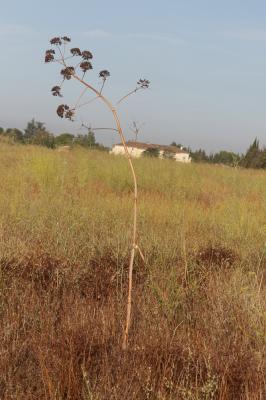 Ferule commune, Pamelier Ferula communis L., 1753