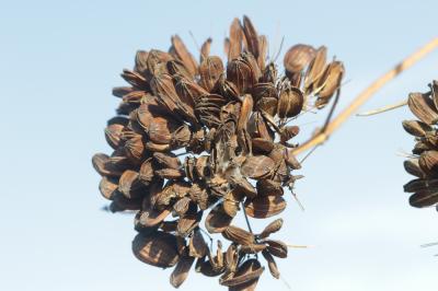 Ferule commune, Pamelier Ferula communis L., 1753
