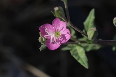 Onagre rosée Oenothera rosea L'Hér. ex Aiton, 1789