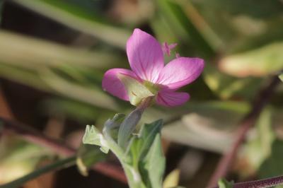Onagre rosée Oenothera rosea L'Hér. ex Aiton, 1789
