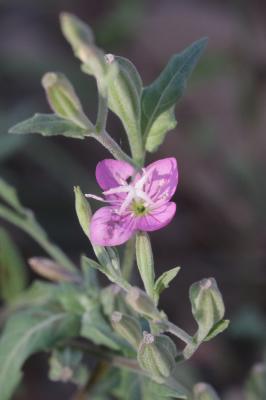 Onagre rosée Oenothera rosea L'Hér. ex Aiton, 1789