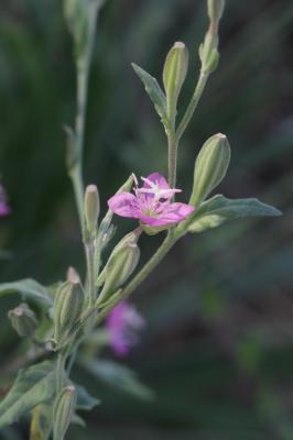 Onagre rosée Oenothera rosea L'Hér. ex Aiton, 1789