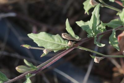 Onagre rosée Oenothera rosea L'Hér. ex Aiton, 1789