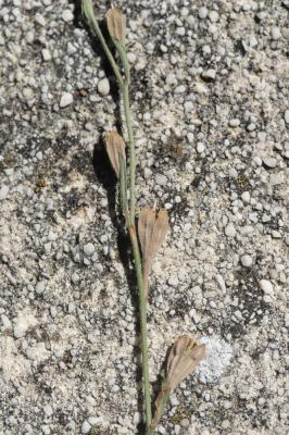 Onagre rosée Oenothera rosea L'Hér. ex Aiton, 1789
