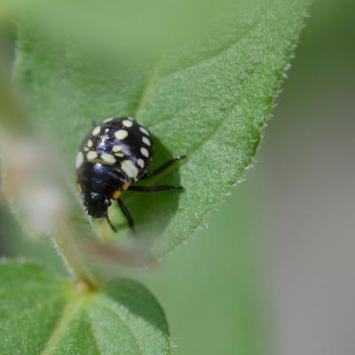 Punaise verte ponctuée Nezara viridula (Linnaeus, 1758)