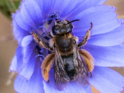  Eucera Scopoli, 1770