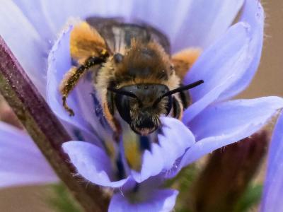  Eucera Scopoli, 1770