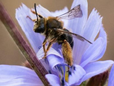  Eucera Scopoli, 1770