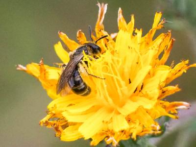  Lasioglossum Curtis, 1833
