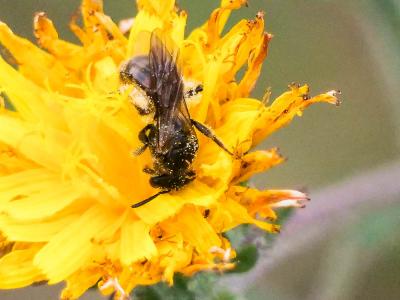  Lasioglossum Curtis, 1833