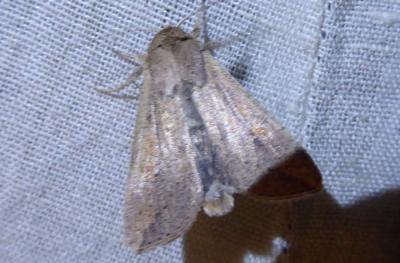 Leucanie orbicole (La) Mythimna unipuncta (Haworth, 1809)