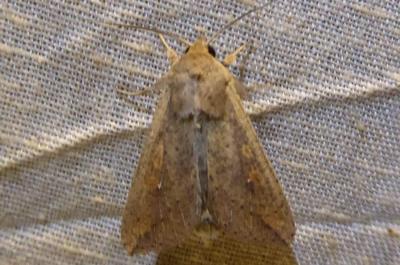 Leucanie orbicole (La) Mythimna unipuncta (Haworth, 1809)