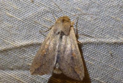 Leucanie orbicole (La) Mythimna unipuncta (Haworth, 1809)