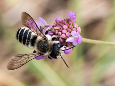  Megachile albisecta (Klug, 1817)