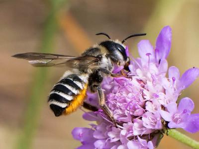  Megachile albisecta (Klug, 1817)