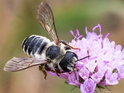  Megachile albisecta (Klug, 1817)
