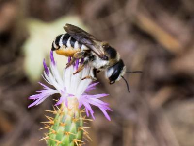  Megachile albisecta (Klug, 1817)