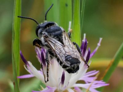  Megachile albisecta (Klug, 1817)