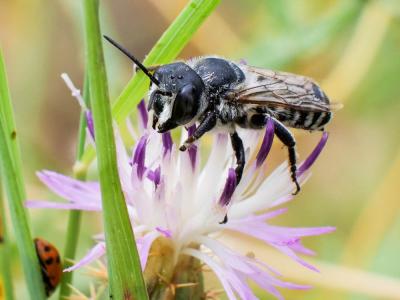  Megachile albisecta (Klug, 1817)