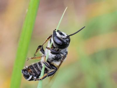  Megachile albisecta (Klug, 1817)