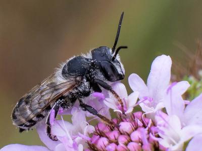  Megachile albisecta (Klug, 1817)