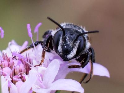  Megachile albisecta (Klug, 1817)