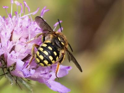  Anthidium loti Perris, 1852
