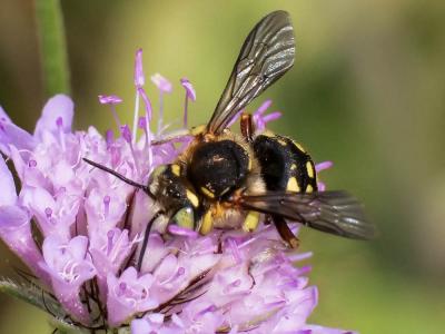  Anthidium loti Perris, 1852