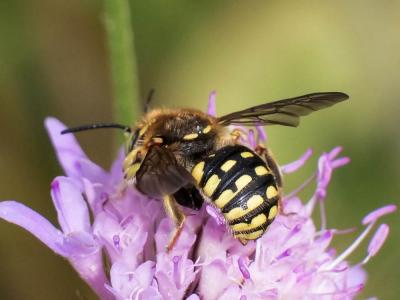  Anthidium loti Perris, 1852