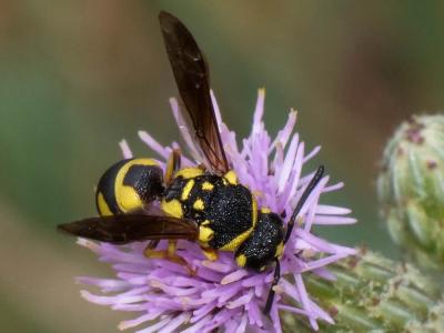  Parodontodynerus ephippium (Klug, 1817)