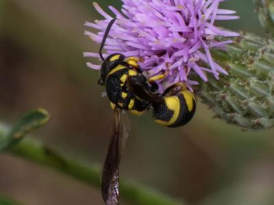  Parodontodynerus ephippium (Klug, 1817)