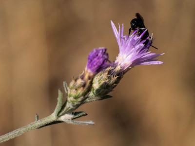  Centaurea L., 1753