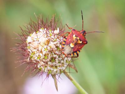  Carpocoris pudicus (Poda, 1761)