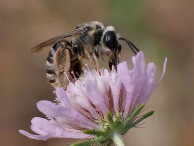  Eucera Scopoli, 1770