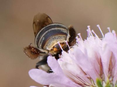  Eucera Scopoli, 1770