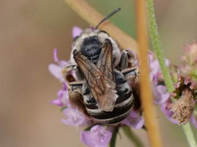  Eucera Scopoli, 1770