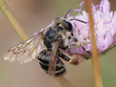  Eucera Scopoli, 1770