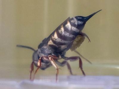  Coelioxys acanthura (Illiger, 1806)