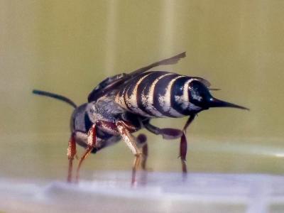  Coelioxys acanthura (Illiger, 1806)