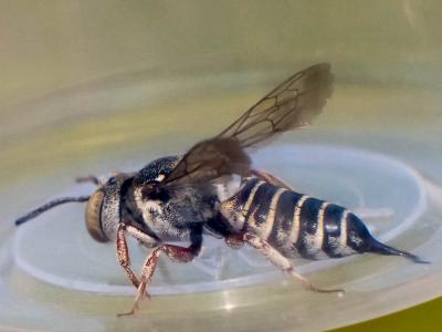  Coelioxys acanthura (Illiger, 1806)