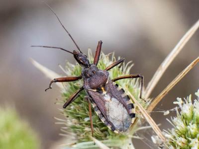 Rèduve à pattes rouges Rhynocoris erythropus (Linnaeus, 1767)